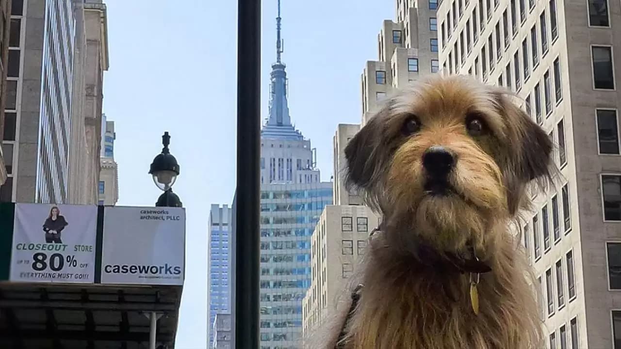Benji Backdrop