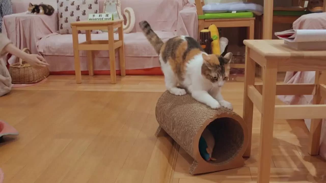 Kittenhood Backdrop