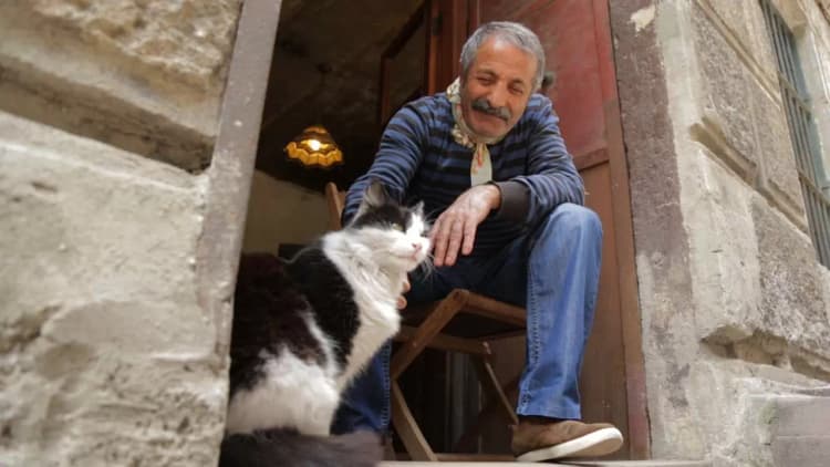 Kedi Poster