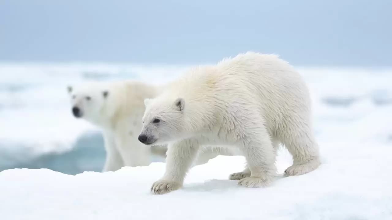 Polar Bear Backdrop