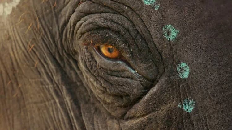 The Elephant Whisperers Poster