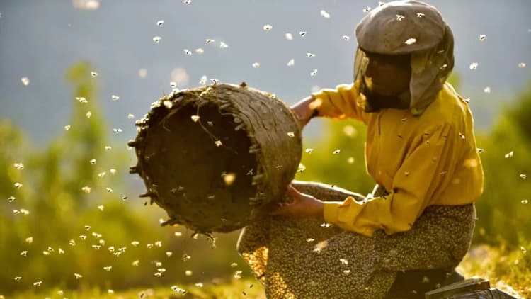 Honeyland Poster
