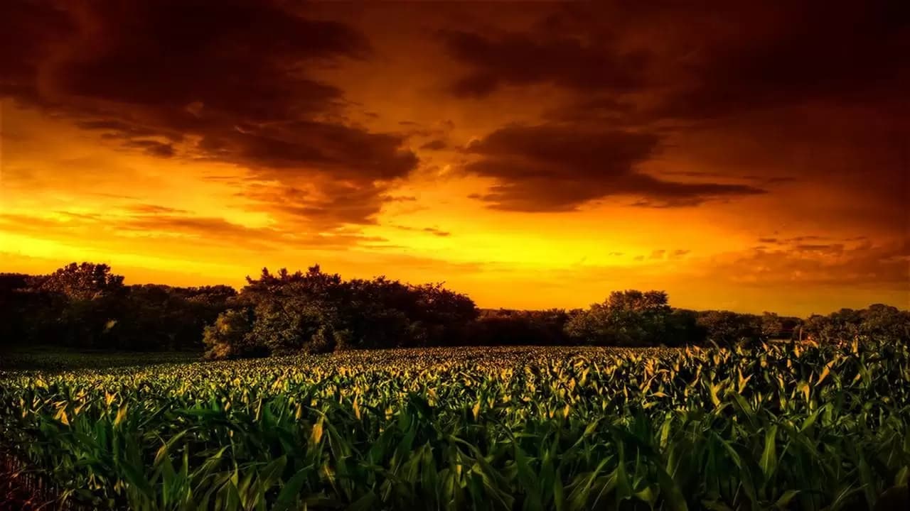 Children of the Corn II: The Final Sacrifice Backdrop