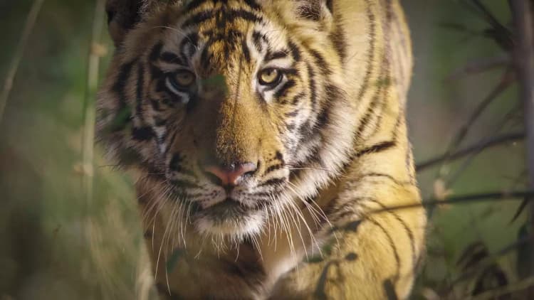 Tiger Poster