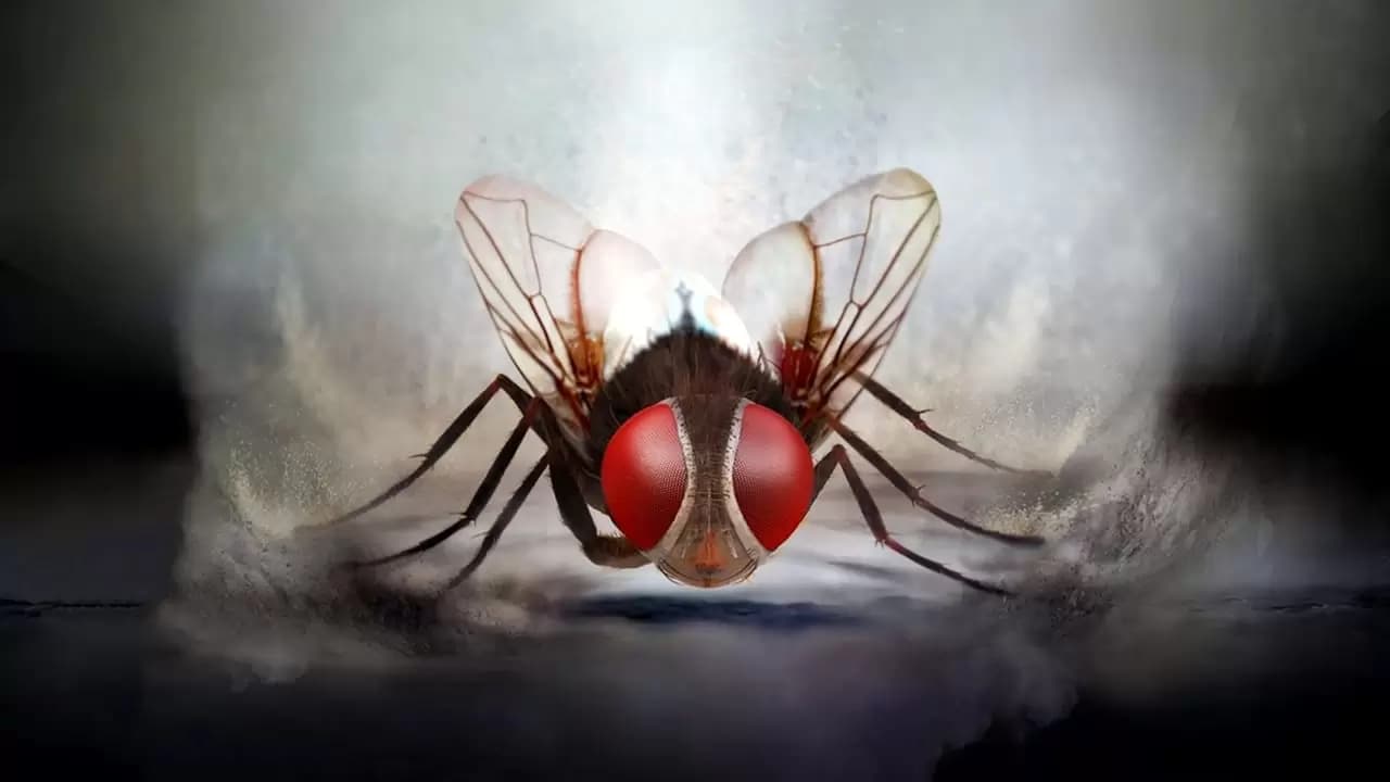 Eega Backdrop