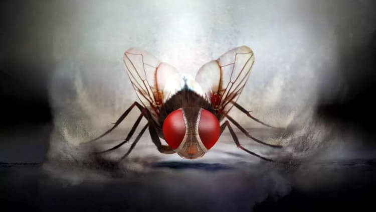 Eega Poster