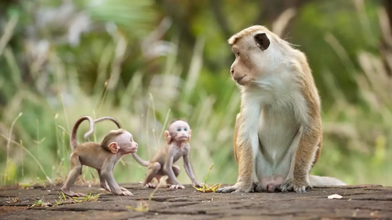 Monkey Kingdom Backdrop
