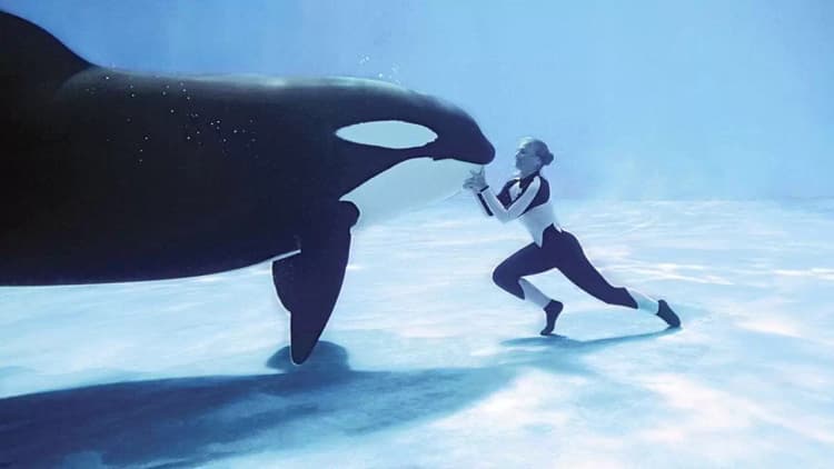 Blackfish Poster