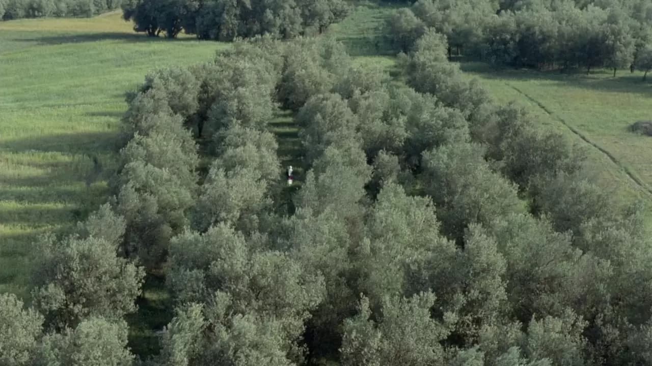 Through the Olive Trees Backdrop