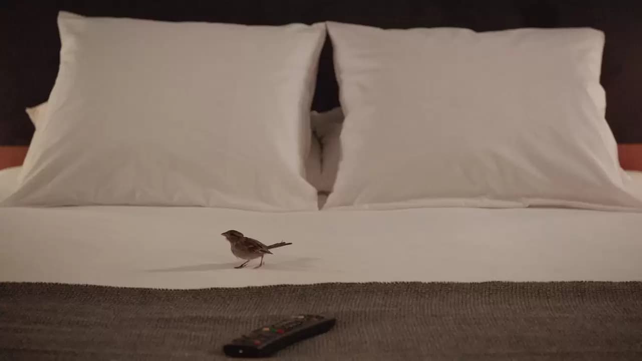 Bird People Backdrop
