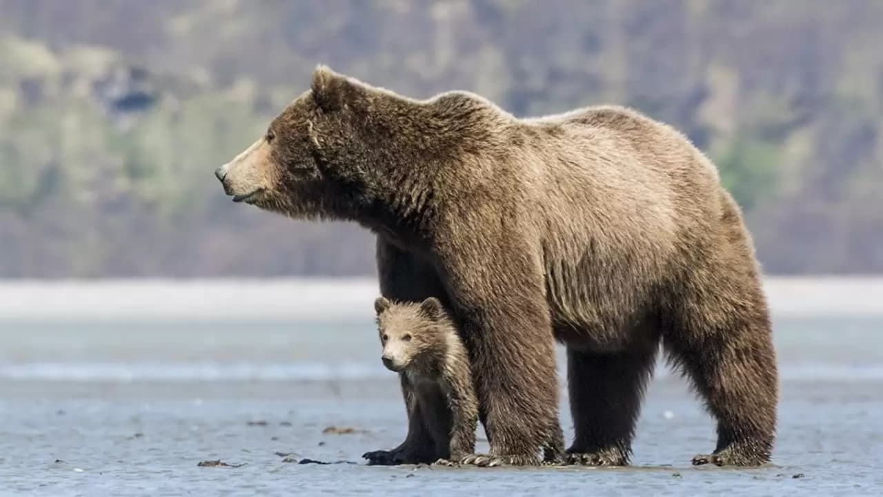 Bears Backdrop