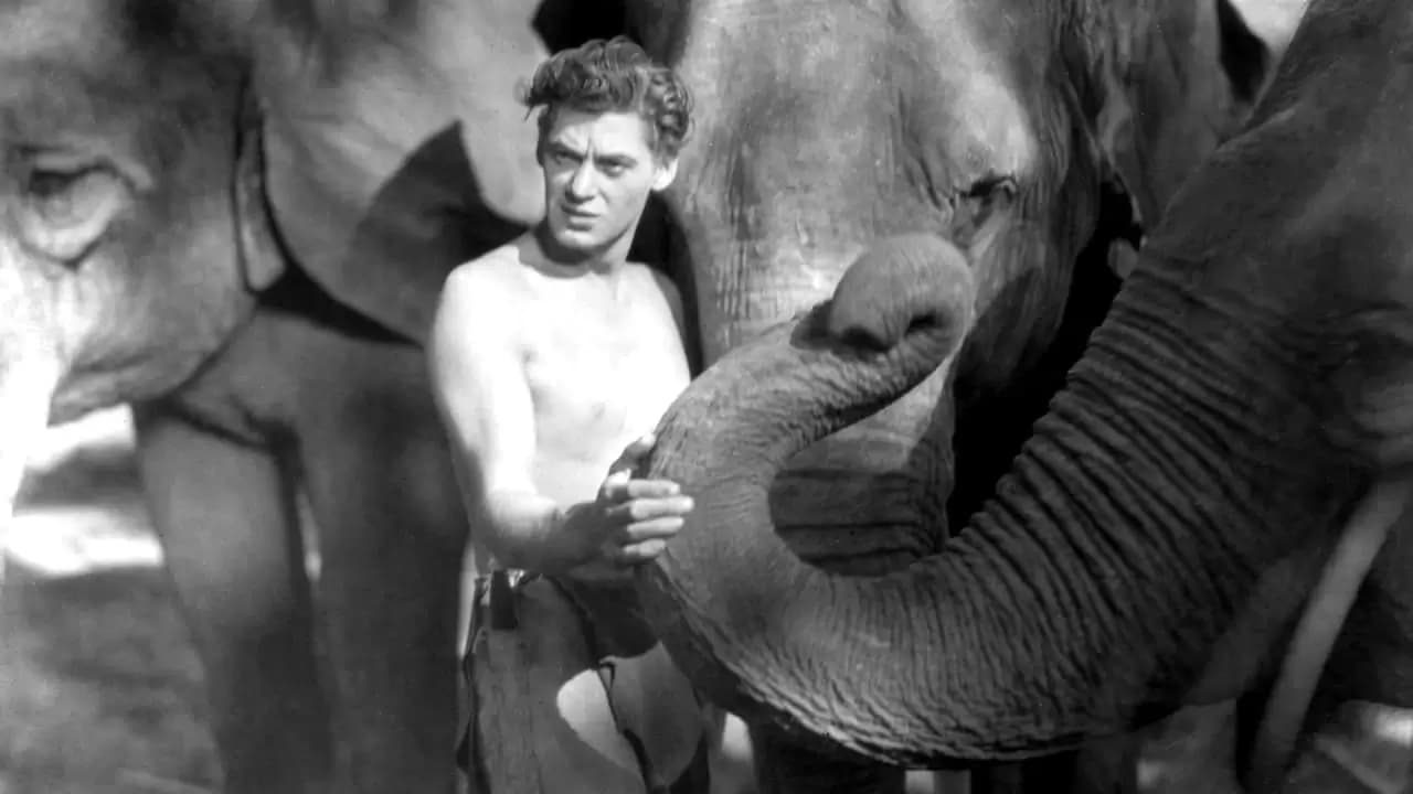 Tarzan the Ape Man Backdrop