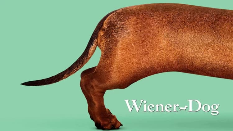 Wiener-Dog Poster