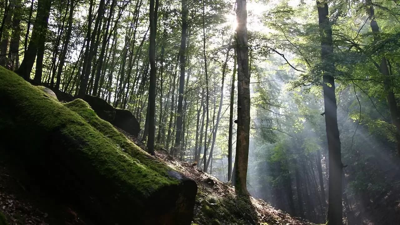 The Green Planet Backdrop