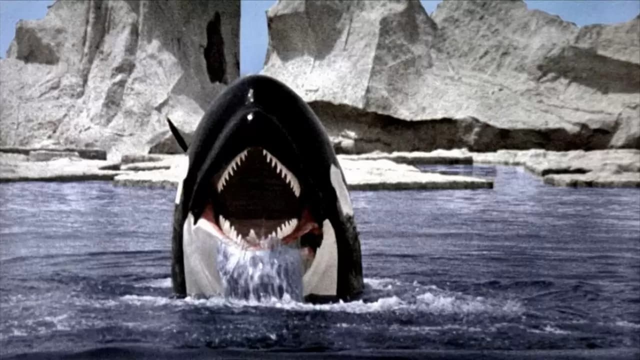 Orca Backdrop