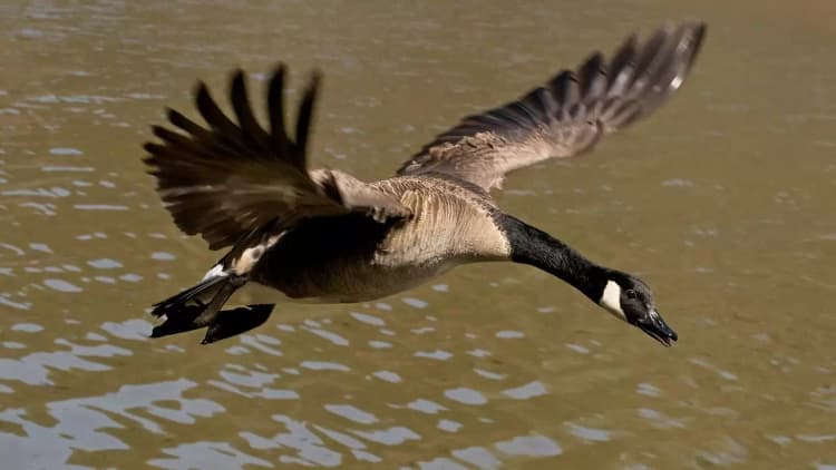 Winged Migration Poster