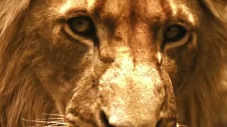 Brothers in Blood: The Lions of Sabi Sand Poster