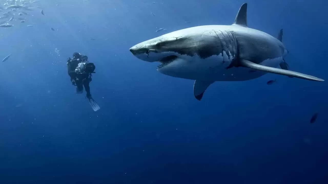 Oceans Backdrop