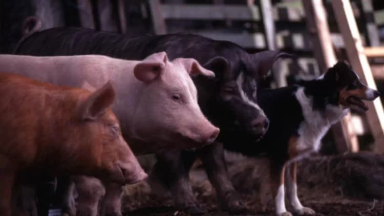 Animal Farm Poster