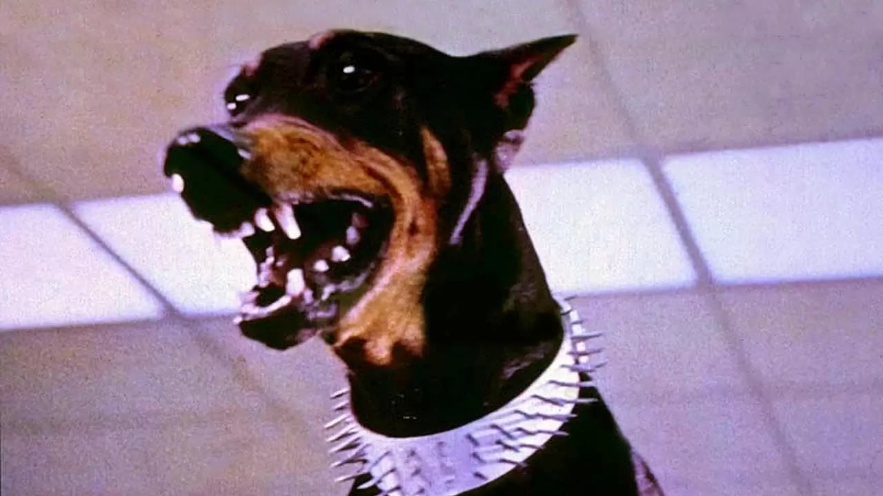 The Doberman Gang Backdrop