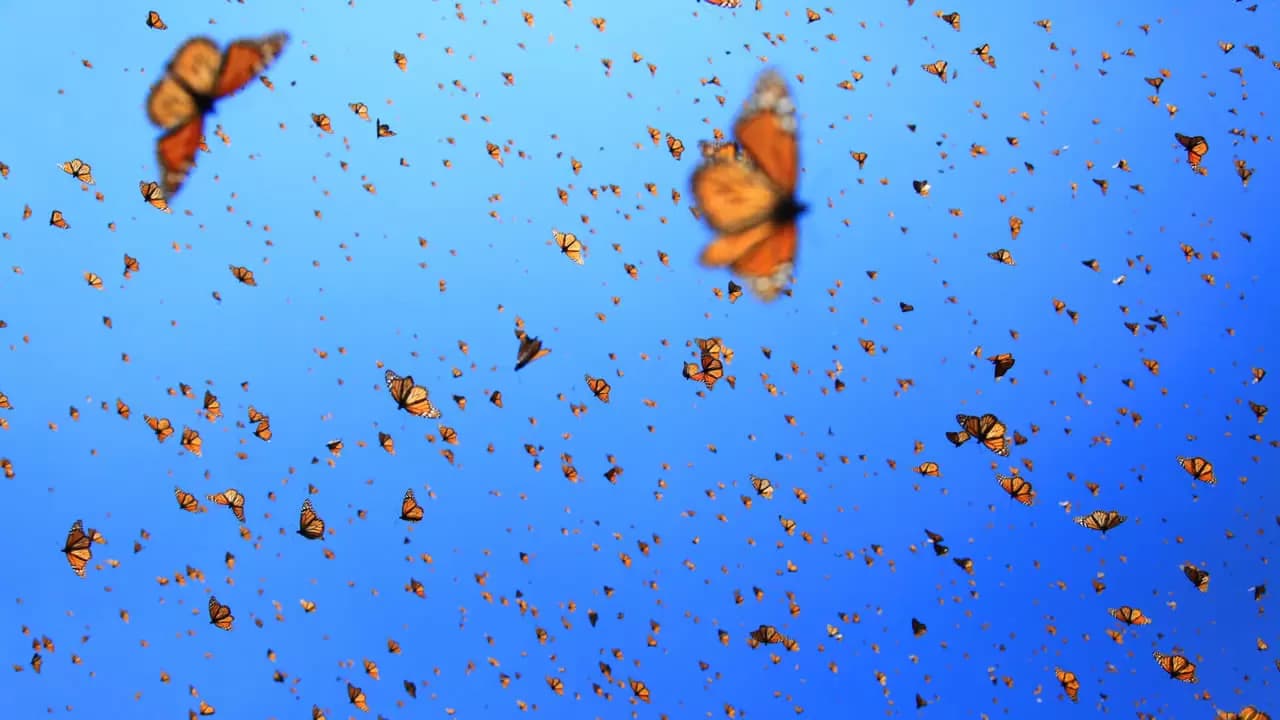 Flight of the Butterflies Backdrop