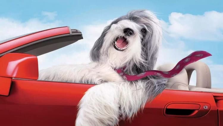 The Shaggy Dog Poster
