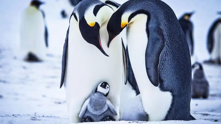 Snow Chick: A Penguin's Tale Poster