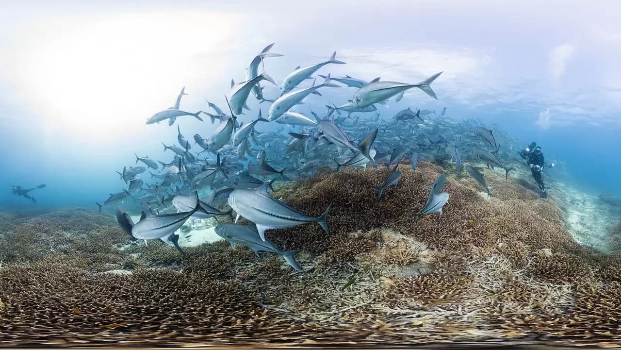 Chasing Coral Backdrop
