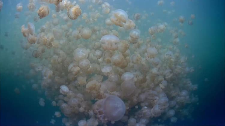The Living Sea Poster