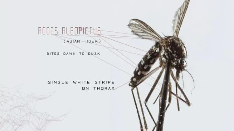 Mosquito Poster