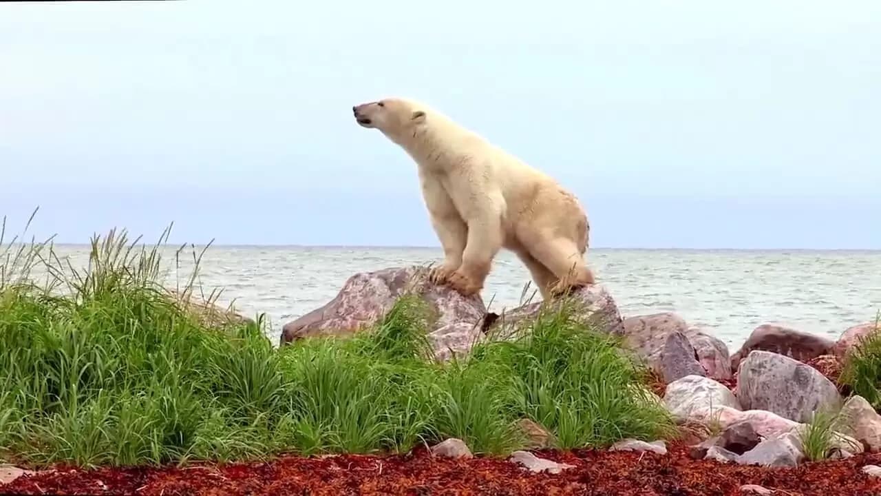 Polar Bears: A Summer Odyssey Backdrop