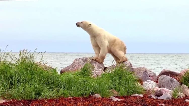 Polar Bears: A Summer Odyssey Poster