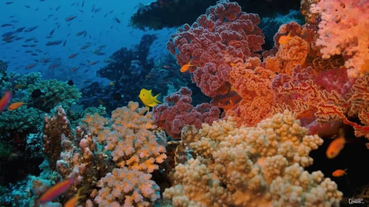 Coral Reef Adventure Poster