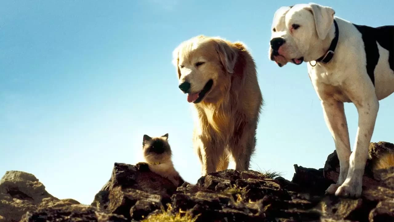 Homeward Bound: The Incredible Journey Backdrop