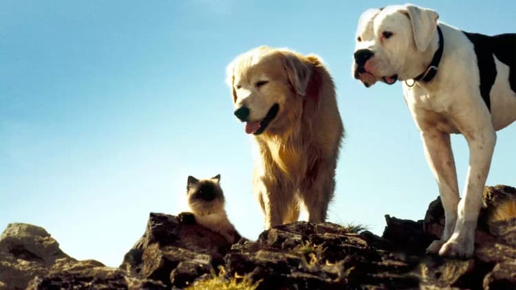 Homeward Bound: The Incredible Journey Poster