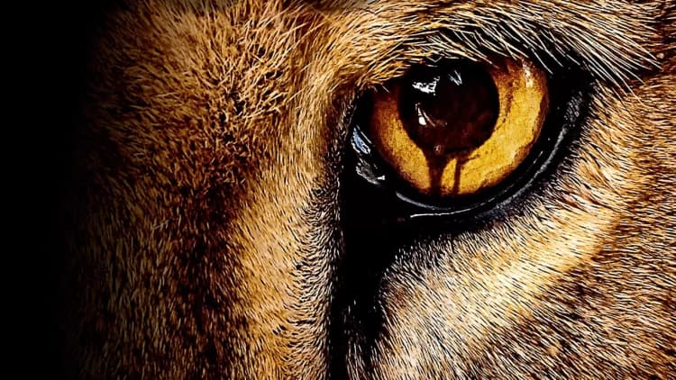 Zoo Poster