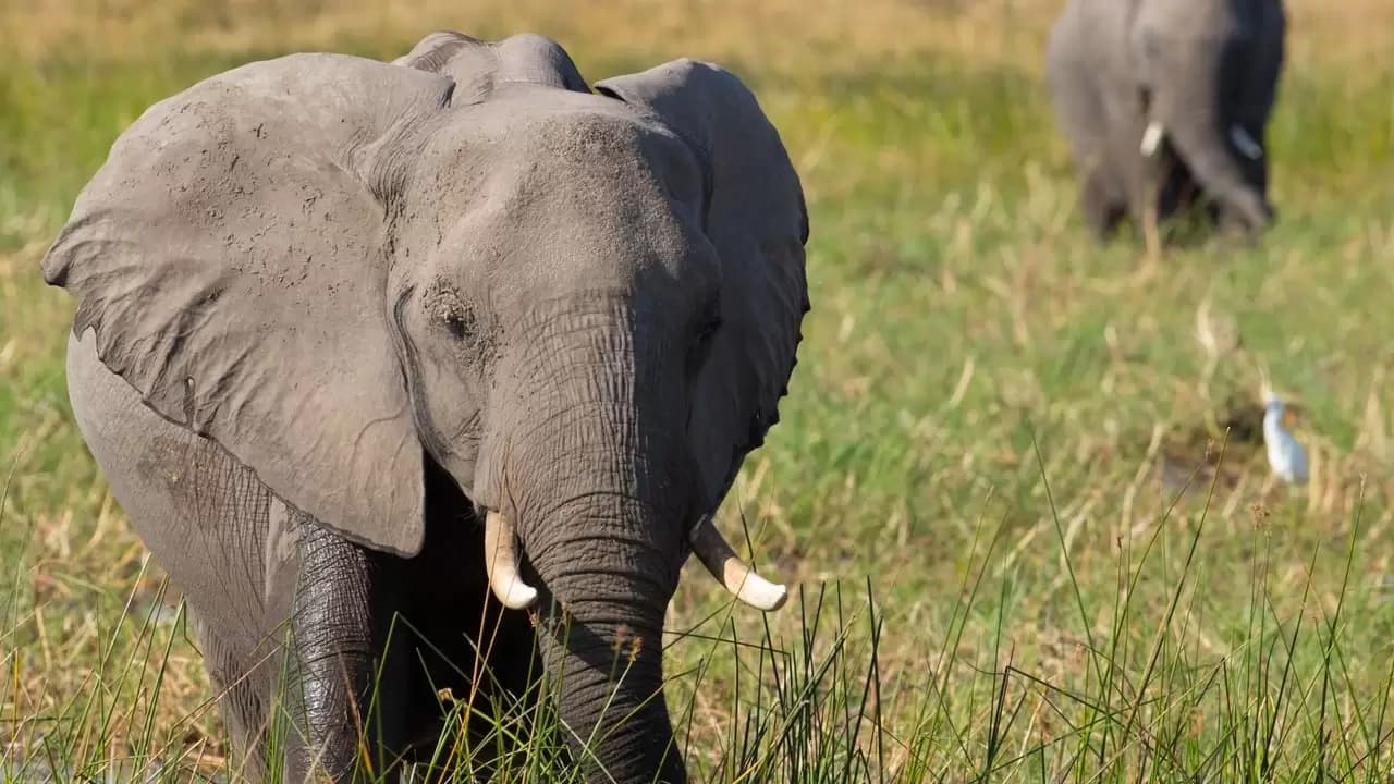 Elephant Backdrop