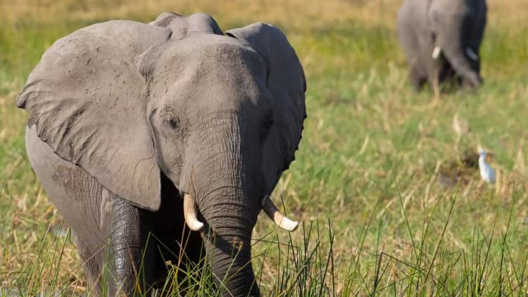 Elephant Poster