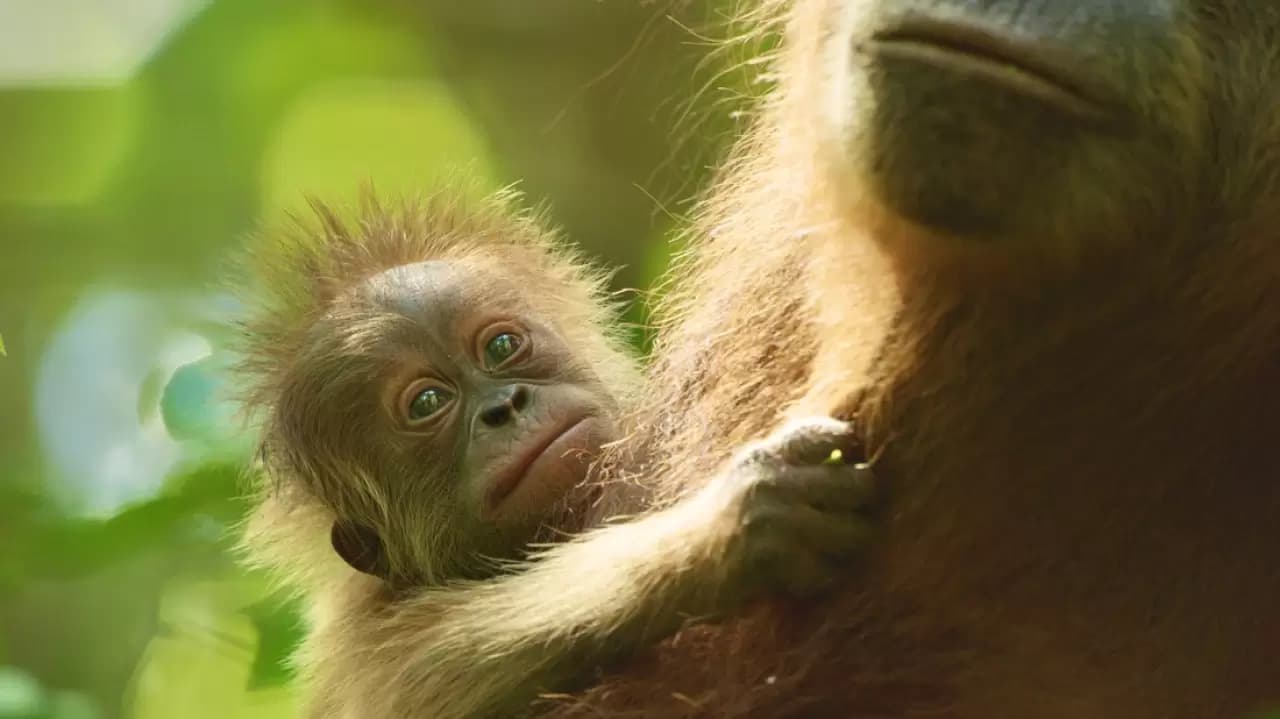 Secret Lives of Orangutans Backdrop