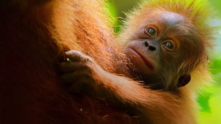 Secret Lives of Orangutans Poster