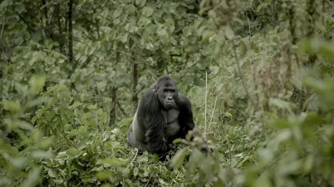 Silverback Backdrop