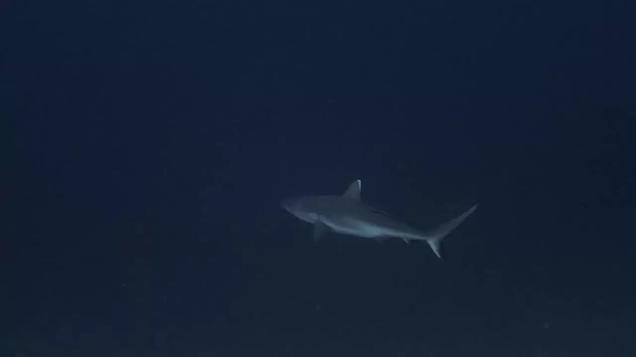 Sharks: Predators of the Deep Backdrop