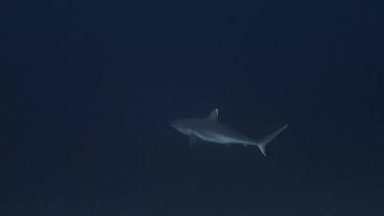 Sharks: Predators of the Deep Poster