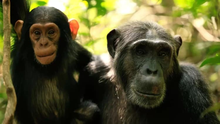 Chimp Empire Poster